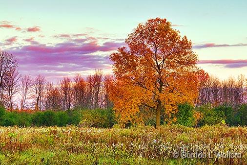 Autumn Tree At Sunrise_29339.jpg - Photographed near Eastons Corners, Ontario, Canada.